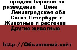продаю баранов на разведение  › Цена ­ 5 000 - Ленинградская обл., Санкт-Петербург г. Животные и растения » Другие животные   